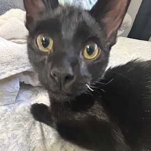 Meet your Posher, Damaris